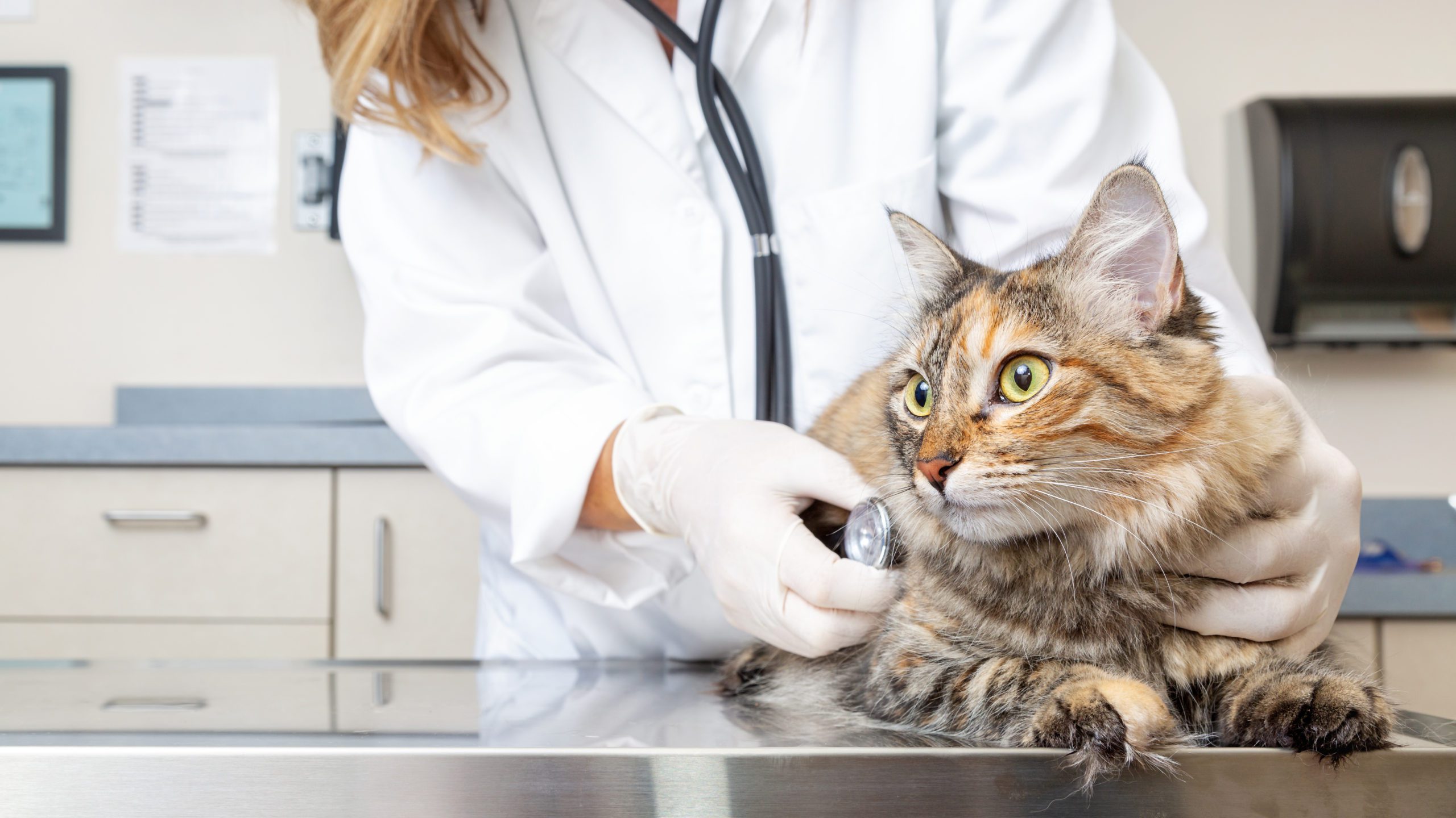 Veterinary Summer Camps 2025